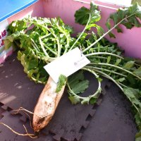 ダイコンには食事券などがもらえる封筒が結びつけられている
