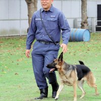 人間のそばで歩く「脚側行進」
