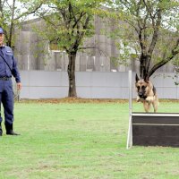 「代わり利かない相棒」　嗅覚で貢献　直轄導入６０年　警察犬と訓練士　【千葉県警察創立１５０年】（３）