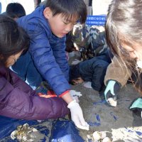 ふ化率確認環境に理解　学習重ね、海岸の美化も　白子・児童ウミガメ産卵調査