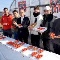 早春の味出来栄え披露　旬迎えた「船橋のイチゴ」　若手生産者、栽培に挑戦
