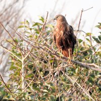 国の絶滅危惧種に指定されるタカの仲間で、越冬のためユーラシア大陸北部から日本列島に南下するチュウヒが、市川市の行徳鳥獣保護区で姿を見せた（ＮＰＯ法人行徳自然ほごくらぶ提供）