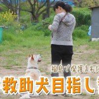 東日本大震災、被災地福島で保護され千葉にやってきた大型犬「アキ」　災害救助犬の訓練を受け…それから　気になるあの記事を「ツイセキ！！」 　千葉日報×Ｊ：ＣＯＭコラボ第１７弾