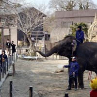 観客とともに豆をまき、鬼を退治するゾウ＝１日、市原市の市原ぞうの国
