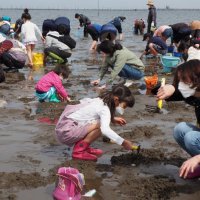 １５日から春告げる潮干狩り　富津、木更津で順次オープン
