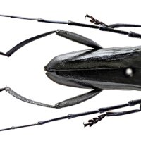 クビアカツヤカミキリ　柏で千葉県内初確認　倒木などの恐れ「すぐ駆除を」　特定外来生物
