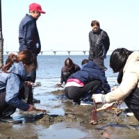 潮干狩りも春本番へ　木更津で４海岸オープン、２９日に