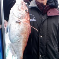 保田沖で釣り上げたマダイ（写真は「村井丸」提供）