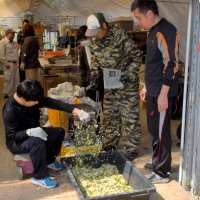 「梨」花粉作り担う　農福連携、新たな可能性　いすみ