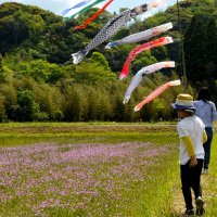 薄紫色の花と里山を満喫　大多喜でレンゲ祭り