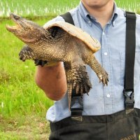 カミツキガメ５年で半減を　捕獲目標、大幅引き上げへ　印旛沼流域、恒例作戦始動