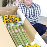 ヒマワリに感謝込めて　「父の日」向け品質確認　館山・西岬地区