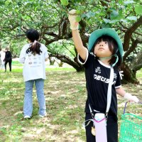 梅、かごいっぱい！　横芝光・坂田城跡　６年ぶりもぎ取り体験