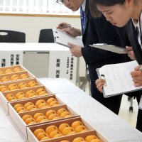 献上ビワ「味も一級品」　３年連続、岩井枇杷組合選定　南房総で選果式