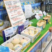 贈答用に人気の長生マスクメロンがずらりと並ぶ
