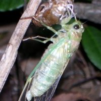 八幡山で羽化したヒメハルゼミ（市教委提供）