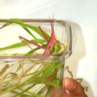 発見した赤いショウリョウバッタ