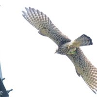 チョウゲンボウ　精悍で華麗な狩りの姿　成田篤彦　【房総の草木虫魚】（４５１）