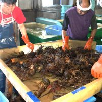 初水揚げされた伊勢エビを手際よく選別する漁協職員ら＝６日朝、いすみ市の大原漁港
