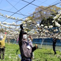 市原、夏の“実”（み）力ピンチ　梨とイチジク生産者急減　後継者育成へ市本腰