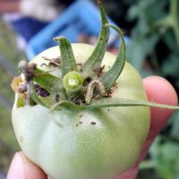 ガの幼虫大量発生　２年連続注意報　千葉県、野菜の被害懸念