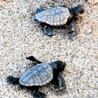 ウミガメ今年も産卵、ふ化　“御宿の宝”住民見守り