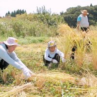 猛暑もなんの　稲刈り夢中　市原、市東地区で親子ら体験
