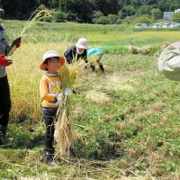 猛暑の中、稲刈り作業に取り組む子どもたち＝２３日、市原市瀬又