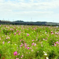 秋風に揺れるコスモス３００万本　香取・与田浦　２８日、ミスあやめ撮影会