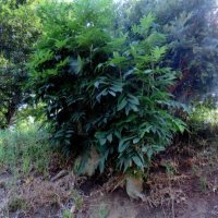 ムクロジ（無患子）　昔は羽根つきの玉に利用　川名興　【房総の草木虫魚】（４５４）