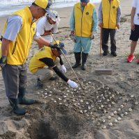 生まれた命大海原へ　絶滅危惧種アカウミガメ生育調査　横芝光