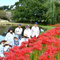 緑地彩る深紅の４万本　ヒガンバナ咲き誇る　香取