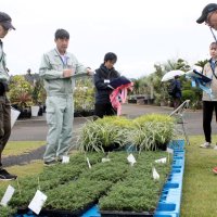 出品された植木の出来栄えを確認する審査員ら