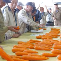 ニンジンのオレンジ色の鮮やかさや形を見定める農家ら＝２８日、富里市