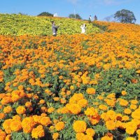 丘いっぱいマリーゴールド　東京ドイツ村　黄色とオレンジ鮮やか