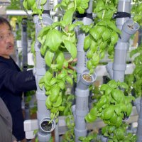 廃校を「野菜工場」に　茂原　旧二宮小　教室でバジル水耕栽培　民間提案制度活用、地域活性狙う