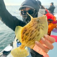 勝山カワハギ、ダブル多く　川崎テラアジ筆頭に良型も　【今週の釣果】