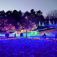 「森のイルミ」２０年で幕　市原市内最大級、クオードの森　冬の人気イベント　スタッフ高齢化、惜しむ声も