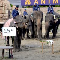 お姉さん（後方）から七五三の祝福を受けご機嫌のら夢。「七五三」は姉ゆめ花の筆による＝１４日、市原ぞうの国