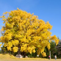 【動画あり】初冬の里山鮮やかに　千葉県内最大級イチョウ色づく　市原