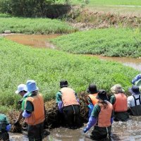 侵略的植物に農家悪戦苦闘　千葉など１４府県で確認　ナガエツルノゲイトウ　作業を阻害、自治体対策　遮光シートや「刈取船」導入