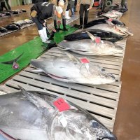 初競りに並べられたマグロ＝４日朝、銚子市