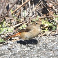 ジョウビタキ　秋の季語、色鳥の代表格　成田篤彦　【房総の草木虫魚】（４６２）