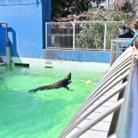 ばいばいチャイム　千葉市動物公園のアシカ　鴨川シーワールドへ転園