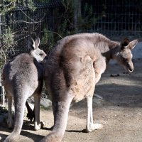「ウニ」天国へ　サツマイモ好きのオオカンガルー　千葉市動物公園
