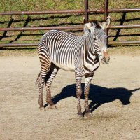 人懐っこい姿が人気　グレビーシマウマ「ライム」天国へ　千葉市動物公園