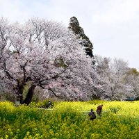 どの角度から眺めても美しいたたずまいを見せる大俵桜。近くには同じくらい大きな山桜や推定樹齢４５０年のシイの木も＝３０日、市原市迎田