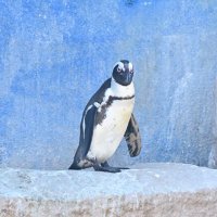 引っ越しが決まったケープペンギン。千葉市動物公園は１９８８年からケープペンギンを展示していた＝２月２３日、千葉市若葉区