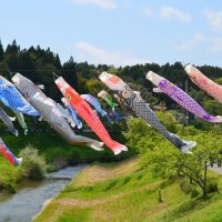 初夏の青空　泳ぐ１２０匹　市原　村田川こいのぼり