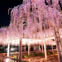 揺れる紫の花すだれ　幽玄なライトアップも　銚子・妙福寺の藤棚